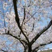 凛さと(プロフ必読宜しくお願い致します）