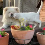 tの画像