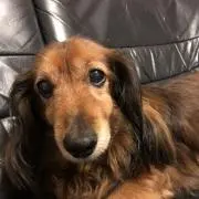 duke