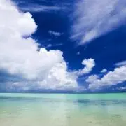 お急ぎ発送！こたろうの画像
