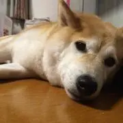 Saori