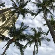 cinohoの画像