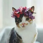茶りん