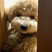 みーこの画像