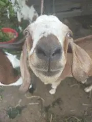 やぎすの画像