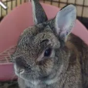 yamaの画像