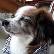 チョコの画像