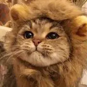 ねこだいすきの画像