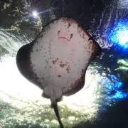 ニギニギ・コハクンチョスの画像