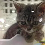 mariの画像