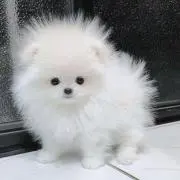 ぽめ