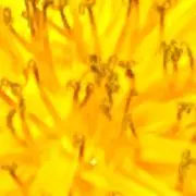 花の画像