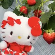 ろろみの画像