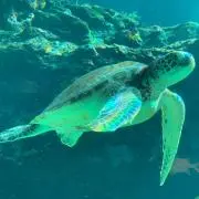 ホヌホヌホヌの画像
