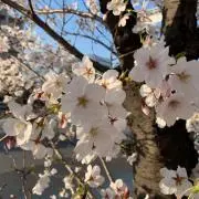 こあの画像