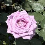 ブルー322の画像