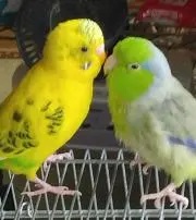 マメとサクラの画像