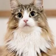 glllllllの画像