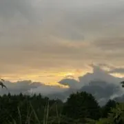 ハラーの画像