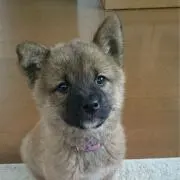 OMOCHIの画像
