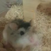 まみ