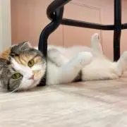 ミルフィーユの画像