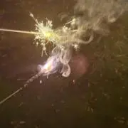 もちの画像
