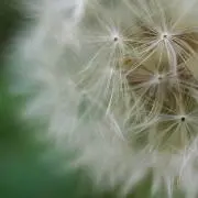 はちの画像