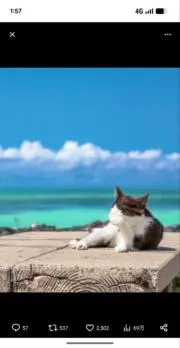 むぎの画像