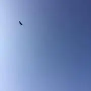 みもんの画像