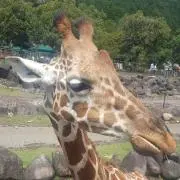 きりんのキリ子の画像