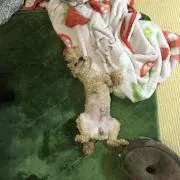 せいごん