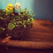 HSの画像