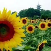 ヤマの画像