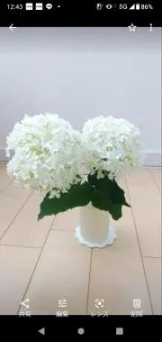 momoの画像