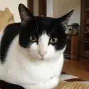CHOCOの画像