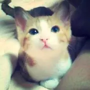 バンビ