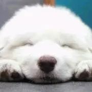 ポンカンの画像