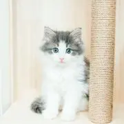 ひなの画像