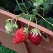 シュガーの画像
