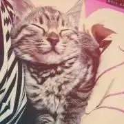あんずの画像