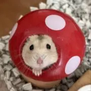 ゆの画像