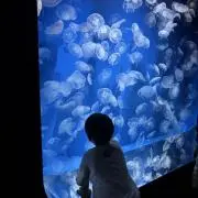 apの画像