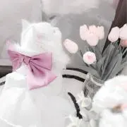 ぴよたんの画像