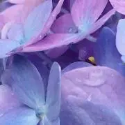 ひみの画像