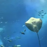 ヤマノウエの画像