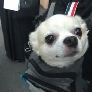 しろ