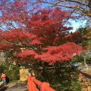 Haserの画像