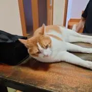 カキ