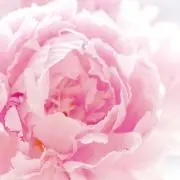 maryの画像